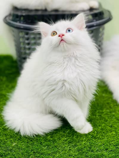 persian cats and kittens for sale wtsapp (0307/710/92/69)