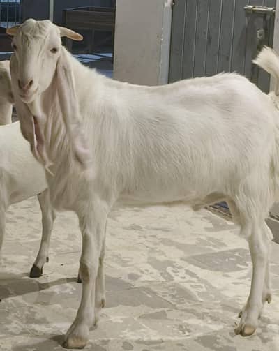 gulabi bakra for sale