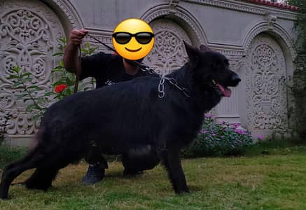 GERMAM SHEPHERD  MALE BLACK