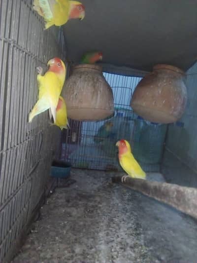 breeder fisher love birds pair