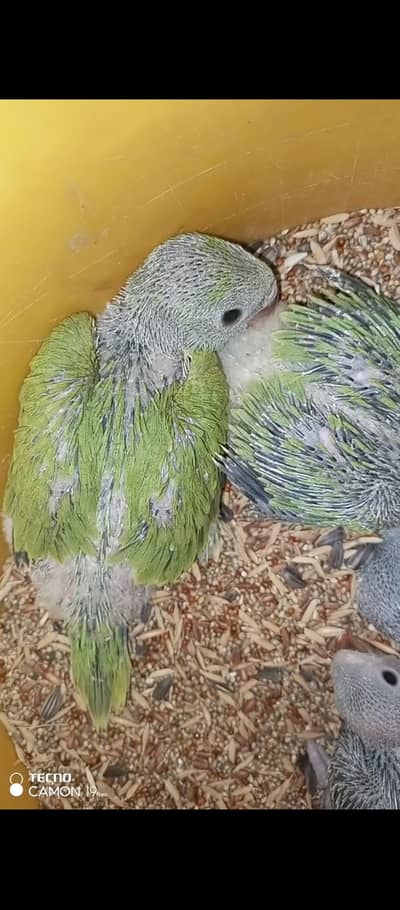 Green ring neck chicks for sale. call. o3l5l335l28