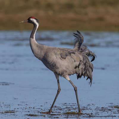cranes bird sale