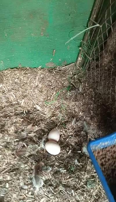 Aseel Murghi Desi Murgha Pair -  Egg Laying Murghi Desi Murgha