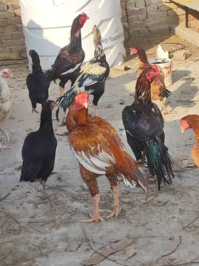 10 hazaar ka murga or 6 hazaar ki murgi hai