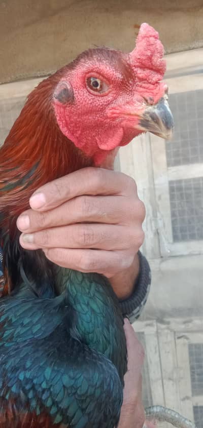 pakoya trad  10 chicks