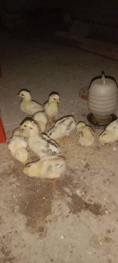 Pure Aseel chuze Whatsapp 03061908536