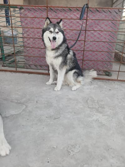 female Husky