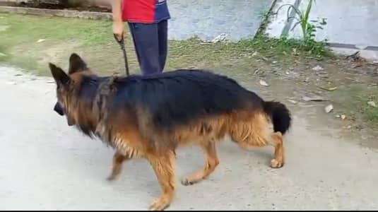 German shepherd available for stud service (cross)