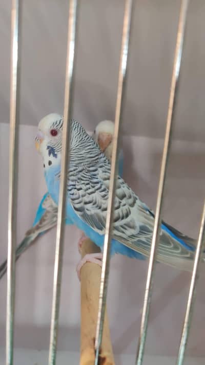 Dun Fallow Budgie