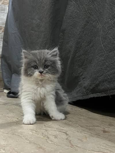 Semi punch face Kitten available for sale