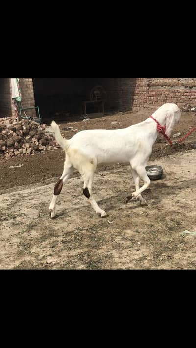 Rajanpuri bakra