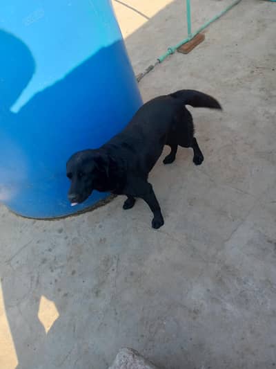 I need money urgent selll