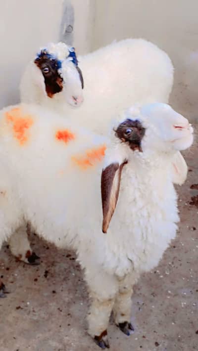 Qurbani k leye Dumba Available hy: 0334-3769578.