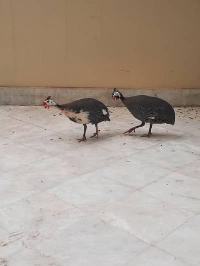 Guinea fowl x4 Breeding Group