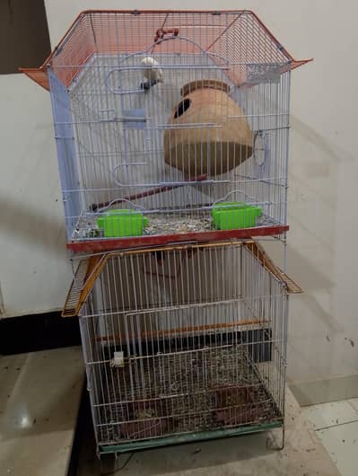 Parrots with cage for sale