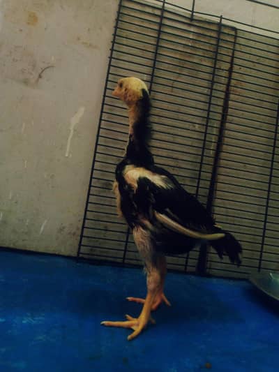 LONG HIGHTED SHAMO CHICKS