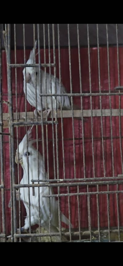 Eno Red Eye Male x Pearl Split Fellow Female