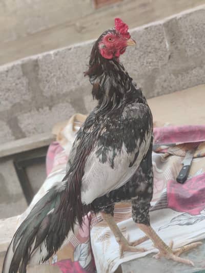 Mianwali or cheena ka cross