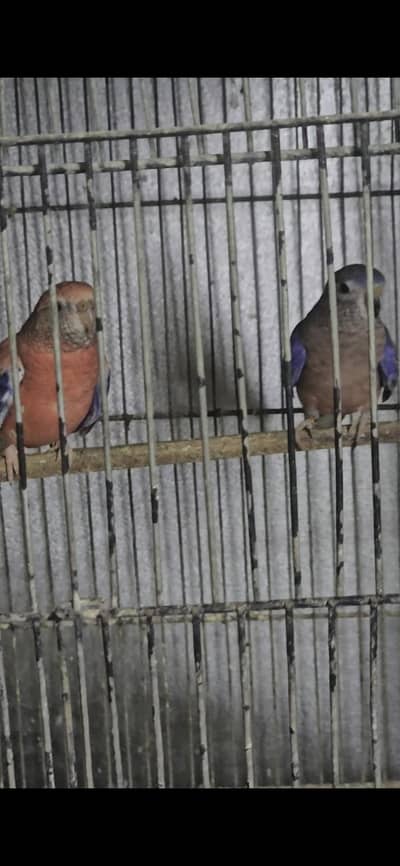 Rosella Bourke Parrot Pair