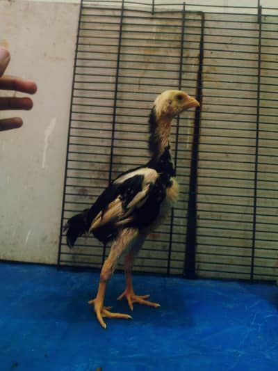 SHAMO LONG HIGHTED CHICKEN