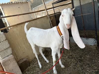 Good quality females goats