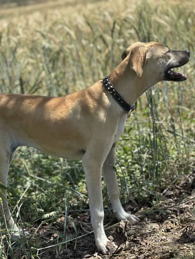 Bully female 4month 03277/998619