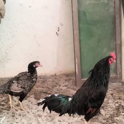 aseel murgha or murghi breeder