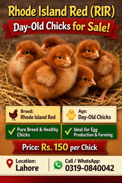 Rhode Island Red (RIR) Chick's