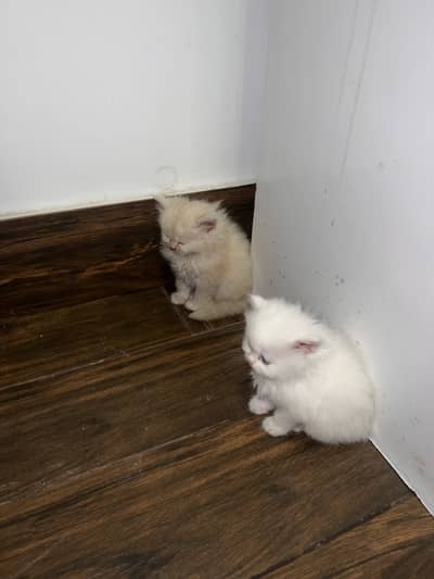 Persian cat Pair of purebred brown/white persian kittens for sale