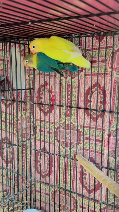 Lovebirds for sale (Albino, Parblue, Pastelino, Lutino, Peach Face)