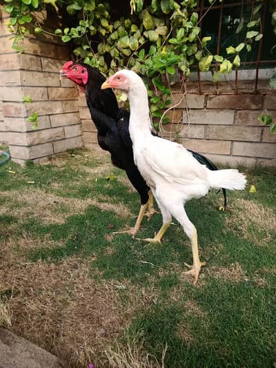 aseel heera shamo hen