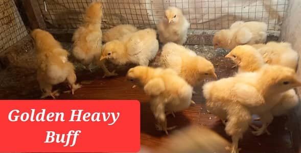 Golden Buff | Pakistani Aseel | Heera | White Buff | Chicks and Eggs