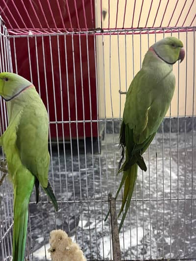Two male parrot available for sale