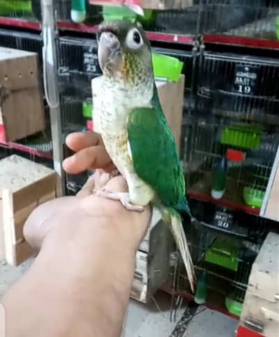blue turquoise white chest conure