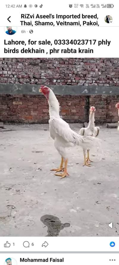 premium quality shamo chicks and eggs
