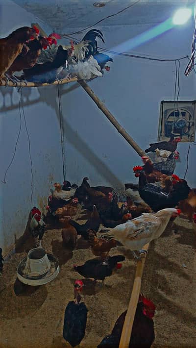 golden misri murghya