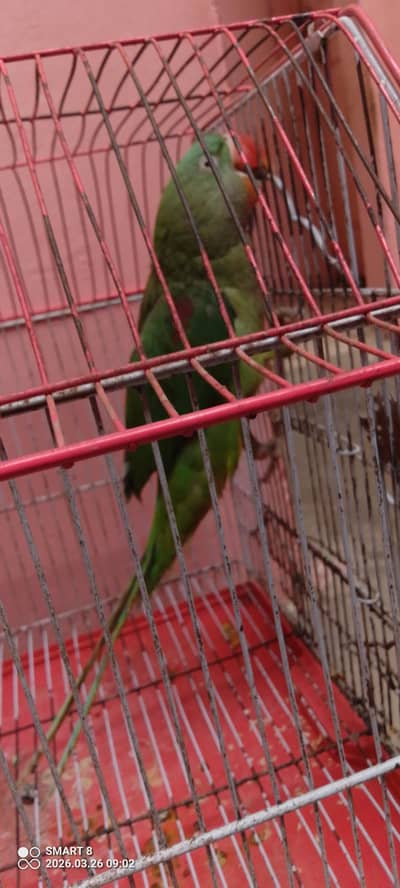 raw parrat healthy and active