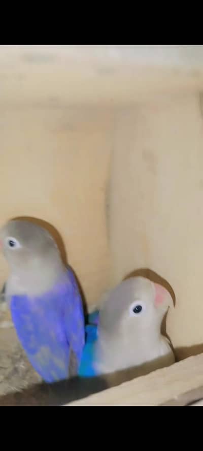 love bird and raw female