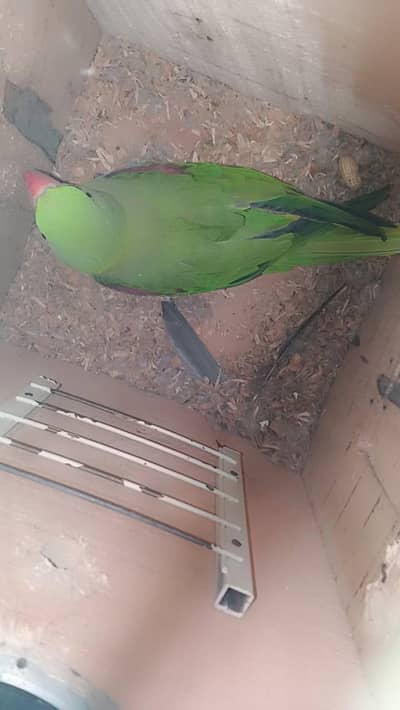 raw female talking and breeder 4 to 5 chicks average