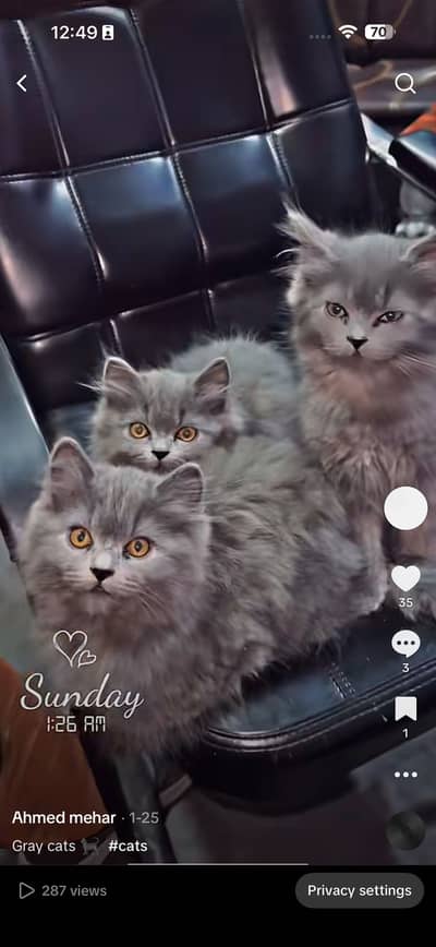 Cute Cats for Adoption – Vaccinated, Friendl