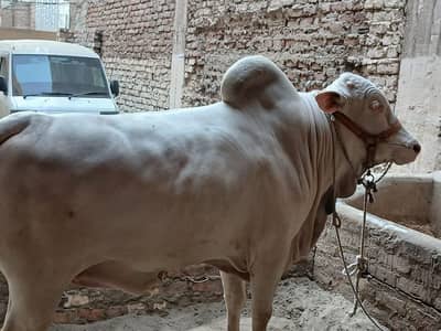 pure gulabi white eyes