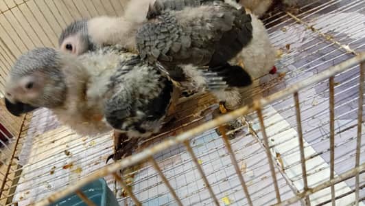 Andar 2 Months Gray chicks Healthy ACtive