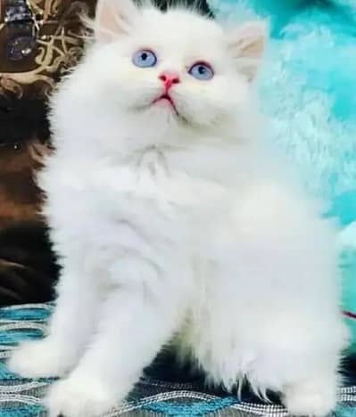 Persian female kitten for sale WhatsApp number 0349_5998171