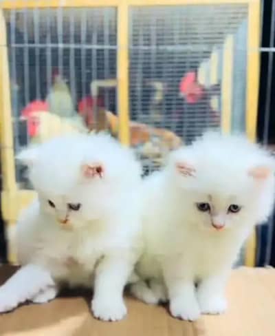 Persian female kitten for sale WhatsApp number 0349_5998171