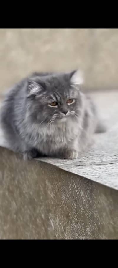 Persian cat for sale in vary low prices