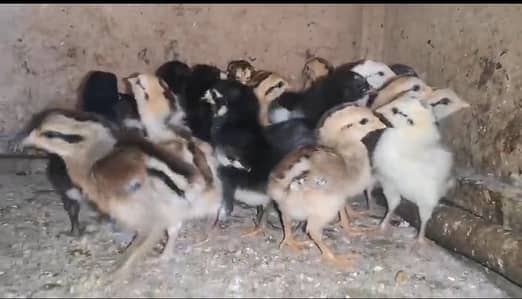 Burmese and Thai Aseel Guaranteed Chicks Pairs