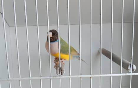 Quality Satin Bruno Gouldian Pathay