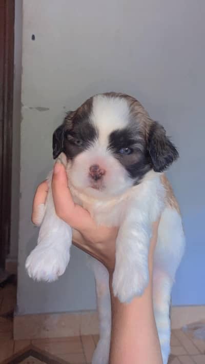 shuhtzu dog breed babys for sale