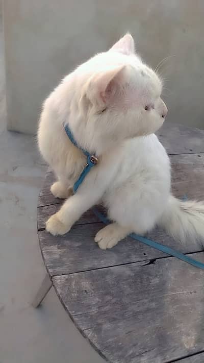Persian cat