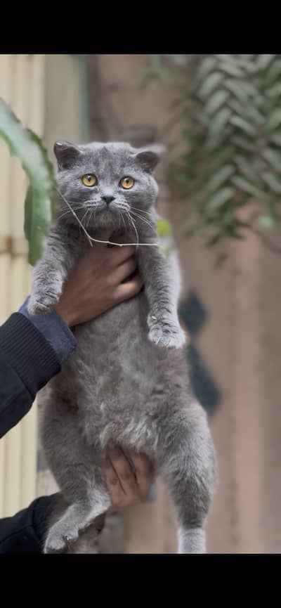 British short hair Female available